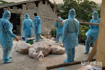 Lực lượng chức năng thực hiện tiêu hủy lợn bị dịch tả lợn châu Phi tại xã Nhạc Kỳ, Văn Lãng (Lạng Sơn).