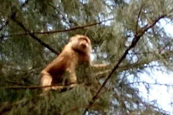 Con khỉ leo lên cây dương trước Trường mẫu giáo xã Ngũ Phụng, huyện đảo Phú Quý sau khi tấn công một cháu bé ở trong trường.