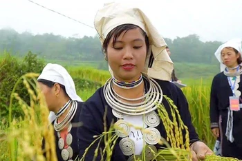 Thi thu hoạch lúa tại ruộng bậc thang Làng văn hóa du lịch cộng đồng thôn Khâu Tràng.