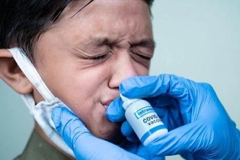 Australia phát triển một loại vaccine dạng nhỏ mũi có thể giúp cơ thể tăng cường khả năng bảo vệ trước virus gây bệnh Covid-19. (Nguồn: Drugtargetreview)