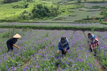 Tại huyện Bắc Hà, tỉnh Lào Cai, vùng trồng dược liệu cây cát cánh có diện tích lên tới gần 100ha.