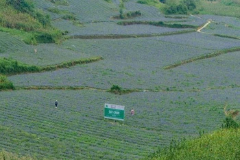 Người dân Bắc Hà, Lào Cai trồng cây Cát cánh.