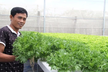 Anh Nguyễn Ngọc Phi tại vườn rau sạch được trồng theo kỹ thuật thủy canh trong nhà màng khép kín.