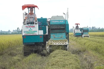 Máy cuộn rơm tại mô hình canh tác lúa thông minh ở xã Vị Trung, huyện Vị Thủy, tỉnh Hậu Giang.