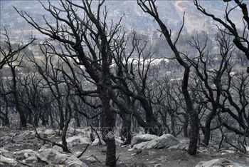 Cánh rừng bị cháy rụi tại tỉnh El Tarf, Algeria ngày 18/8/2022. (Ảnh: AFP/TTXVN)