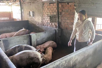 Gia đình bà Thuận ở thôn Định Thành, xã Hòa Định Đông, huyện Phú Hòa, tỉnh Phú Yên bị thiệt hại nặng do lợn chết nhiều sau khi tiêm phòng vaccine dịch tả lợn châu Phi.