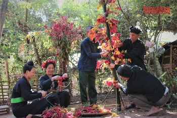 Bà con người Cống bản Lả Chà chuẩn bị hoa mào gà để trang trí nhà cửa, bản làng đón Tết hoa.