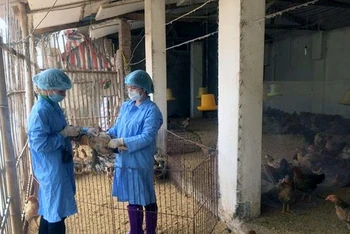 Lực lượng thú y Hà Nội tiêm phòng vaccine cho đàn gia cầm. (Ảnh: LÂM NGUYỄN)