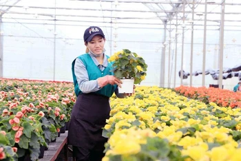  Sản xuất hoa công nghệ cao tại Lâm Đồng.