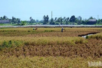  Vùng lúa-tôm Cà Mau đang bước vào thu hoạch rộ nhưng gặp khó về thời tiết và đầu ra.