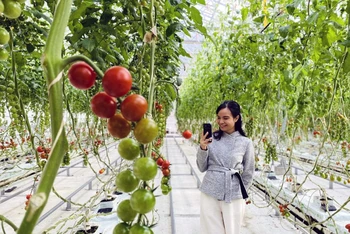 Trang trại cà chua Wonder Farm trồng bằng thủy canh mang lại hiệu quả cao, mỗi năm cho thu hoạch 600 tấn cà chua.