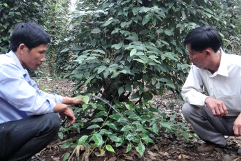 Nông dân huyện Xuân Lộc, tỉnh Đồng Nai sản xuất hồ tiêu theo hướng bền vững.