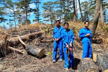 Các đối tượng tại hiện trường vụ phá rừng trái phép ở tiểu khu 216.