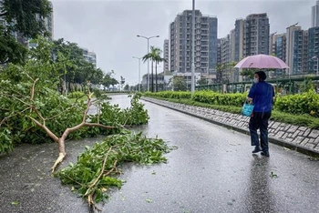 Cây cối gãy đổ khi bão Saola đổ bộ vào Tseung Kwan O, Hồng Kông (Trung Quốc) ngày 2/9. (Ảnh: AFP/TTXVN)