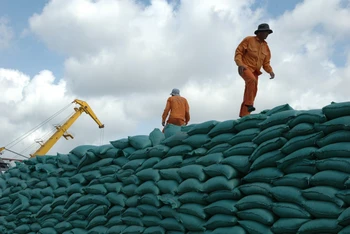 Xuất khẩu gạo dự báo vẫn có dư địa tăng cao trong năm 2024.