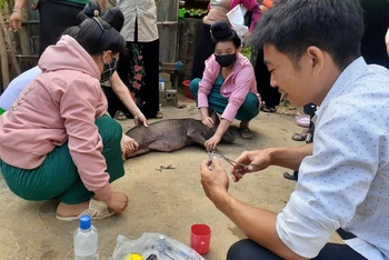 Học viên lớp đào tạo nghề chăm sóc, phòng trị bệnh cho lợn ở huyện Mường Ảng thực hành tiêm phòng bệnh cho vật nuôi.