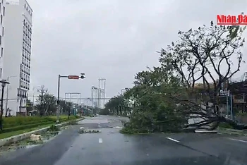 [Video]: Hàng loạt cây xanh đổ rạp tại Đà Nẵng do bão Noru