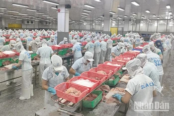 Một trong những quy trình sản xuất khép kín tại Công ty TNHH Hùng Cá, tọa lạc huyện Thanh Bình, tỉnh Đồng Tháp. (Ảnh: HỮU NGHĨA)
