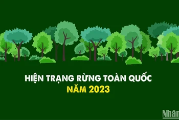 [Infographic] Hiện trạng rừng toàn quốc năm 2023