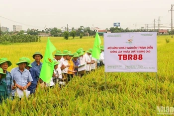 Vụ đông xuân năm nay, ThaiBinh Seed đã đưa ra khảo nghiệm diện rộng 20 giống lúa mới.