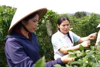 Chị Nguyễn Thị Kim Dung (bên trái), Giám đốc Hợp tác xã sản xuất và tiêu thụ sâm Nam núi Dành Liên Chung (Bắc Giang) giới thiệu mô hình trồng và chăm sóc sâm. (Ảnh: MINH THÚY)