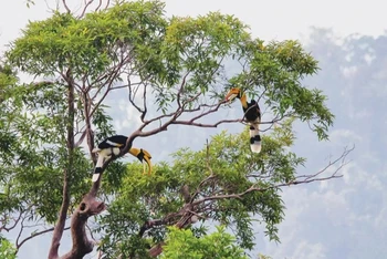 Vườn quốc gia Cát Tiên là khu nổi bật đã thực hiện giám sát đa dạng sinh học từ đầu những năm 2000. (Ảnh: Vườn quốc gia Cát Tiên)