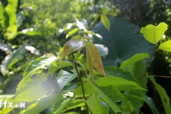 Lá cây trà hoa trái mỏng (Camellia pleurocarpa) tại Khu Bảo tồn thiên nhiên Pù Luông, Thanh Hóa. (Ảnh: TTXVN)