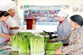 Hằng ngày, Hợp tác xã Tuấn Tú thu mua từ 150-200kg sản phẩm măng tây xanh với giá ổn định từ 45-50.000 đồng/kg, để cung ứng cho thị trường