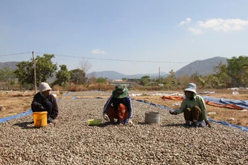 Đồng bào dân tộc thiểu số Raglai huyện Bác Ái, tỉnh Ninh Thuận phơi hạt điều sau khi thu hoạch đợt hai, mùa vụ năm 2024.