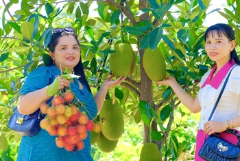 Du khách tham quan "vườn cây ăn quả của các tỉnh miền Tây được thu nhỏ tại xã Lâm Sơn, huyện Ninh Sơn, tỉnh Ninh Thuận. (Ảnh: NGUYỄN TRUNG)