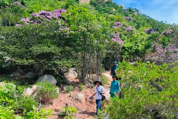 Cán bộ và nhân viên của Ban quản lý rừng phòng hộ ven biển huyện Thuận Nam (Ninh Thuận) đi tuần tra vùng rừng có cây bằng lăng rừng đang nở hoa thuộc lâm phần do đơn vị quản lý. (Ảnh: NGUYỄN TRUNG)