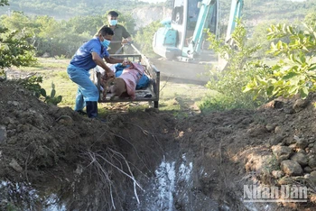 Cán bộ thú ý xã Nhơn Sơn, huyện Ninh Sơn, tỉnh Ninh Thuận tiêu hủy lợn bị dịch tả lợn châu Phi. (Ảnh: NGUYỄN TRUNG)