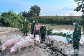 Lực lượng chức năng bắt giữ lợn nhập lậu qua biên giới tỉnh Long An.