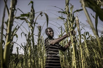 Người nông dân bên ruộng ngô bị hư hại do hạn hán tại Turkana, Kenya. (Ảnh tư liệu: AFP/TTXVN) 