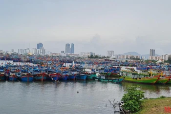 Hơn 1.000 tàu thuyền đánh cá đã vào neo đậu, chằng buộc an toàn tại âu thuyền Thọ Quang.