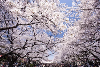Nhật Bản bắt đầu vào mùa hoa anh đào - thời gian hấp dẫn du khách nhất trong năm. (Ảnh: Getty image)