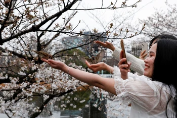 Du khách chụp ảnh bên hoa anh đào tại công viên Ueno, Tokyo, Nhật Bản, tháng 3/2023 (Ảnh: REUTERS)