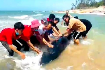 Hàng chục du khách và người dân địa phương hợp lực đưa con cá voi trở về với biển.
