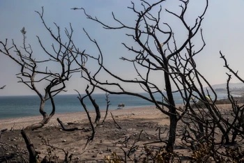 Đám cây cháy thành than cạnh một bãi biển ở làng Kiotari, trên đảo Rhodes, Hy Lạp, ngày 24/7 (Ảnh: REUTERS)