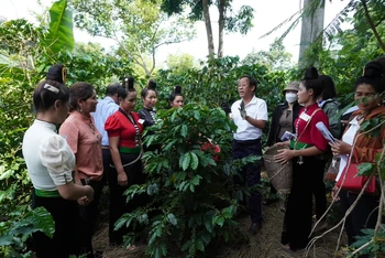 Bảo đảm cho lao động nữ để phát triển ngành cà phê bền vững 