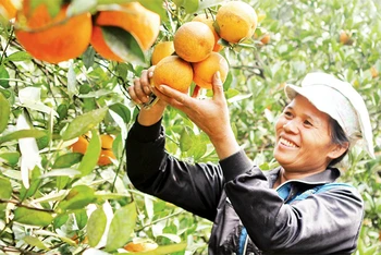 Người dân huyện Cao Phong thu hoạch cam.