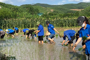 Thanh niên tình nguyện tỉnh Bắc Giang cấy lúa giúp nông dân trong Chiến dịch "Thanh niên tình nguyện hè".