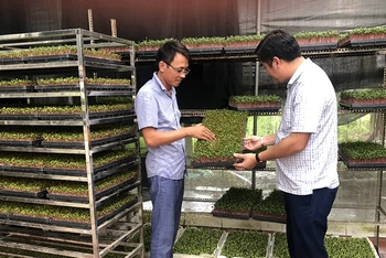 Rau mầm của Hợp tác xã Sản xuất và Dịch vụ nông nghiệp Thanh Hà, huyện Thường Tín, thành phố Hà Nội được công nhận là sản phẩm OCOP 4 sao.