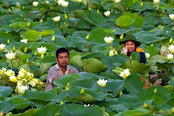 Vợ chồng kỹ sư Nguyễn Văn Thủy bên đầm sen đang được lai tạo.