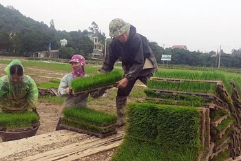Chuẩn bị mạ cho máy cấy của Hợp tác xã dịch vụ nông nghiệp thị trấn Tân Thanh, huyện Thanh Liêm (Hà Nam).