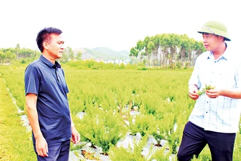 Đảng viên Chu Văn Hùng (đội mũ) giới thiệu về cây hương thảo.