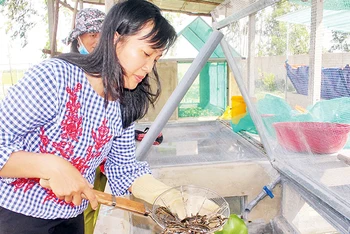 Chị Nguyễn Thị Lan giới thiệu về quy trình nuôi cà cuống tại trang trại.