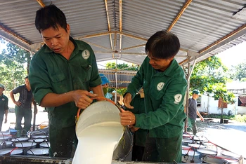 Công nhân Công ty cổ phần Cao-su Tân Biên (huyện Tân Châu, tỉnh Tây Ninh) thu hoạch mủ cao-su.