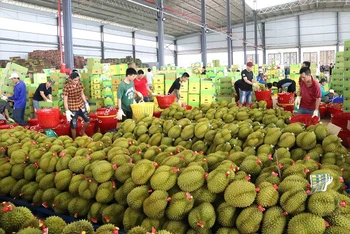 Đóng gói sầu riêng xuất khẩu sang Trung Quốc ở huyện Krông Pắc, tỉnh Đắk Lắk.