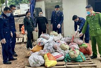 Lực lượng chức năng tỉnh Yên Bái kiểm tra, phát hiện xe tải chở 10 tấn nầm lợn đông lạnh không rõ nguồn gốc xuất xứ. (Ảnh HƯƠNG QUẾ)